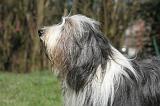 BEARDED COLLIE 375
